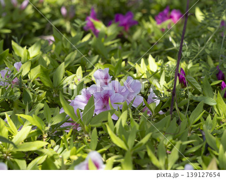 花壇に咲いたツツジの花 139127654
