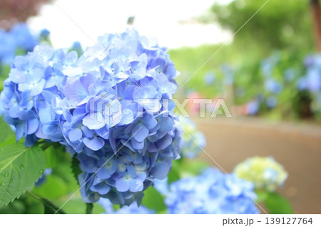 雨上がりのシンボルプロムナード公園に咲く紫陽花 139127764