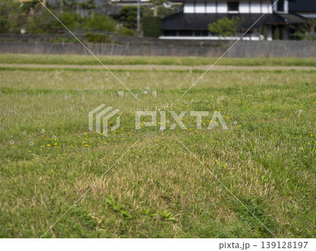 田んぼの畦道に咲くタンポポと綿毛 田んぼの畦道に咲くタンポポと綿毛 139128197