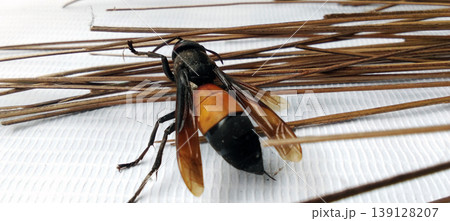 Macro of Black Orange Wasp on Dry Twig Macro of Black Orange Wasp on Dry Twig 139128207