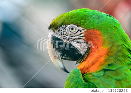 Catalina Macaw close-up head portrait with green and orange feathers 139128238