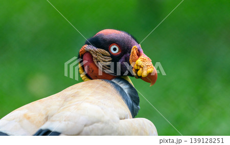 King Vulture close-up portrait, beak with yellow and orange caruncle, white and black plumage, and intense eyes against a soft green backdrop King Vulture close-up portrait, beak with yellow and orange caruncle, white and black plumage, and intense eyes against a soft green backdrop 139128251