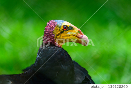 Greater yellow-headed vulture close-up portrait Greater yellow-headed vulture close-up portrait 139128260