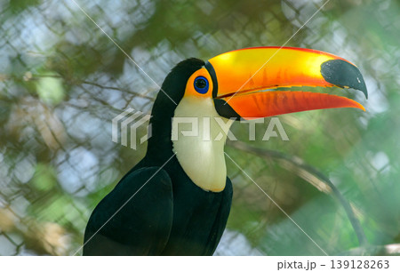 Toco toucan with a vibrant multicolored bill perched on a stick inside the zoo cage 139128263