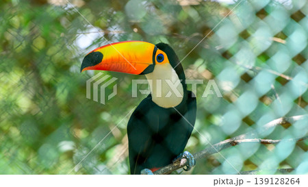 Toco toucan with a vibrant multicolored bill perched on a stick inside the zoo cage 139128264