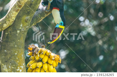 White-throated toucan feeding on bananas in a captive environment in a zoo White-throated toucan feeding on bananas in a captive environment in a zoo 139128265