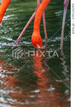 American flamingo feeding with head submerged. Reflection in rippling water 139128269