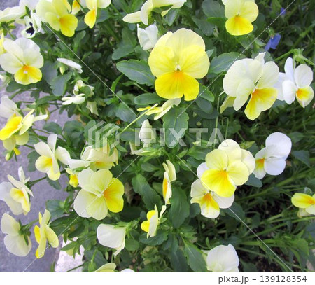 黄色のパンジーの花のアップ 黄色のパンジーの花のアップ 139128354