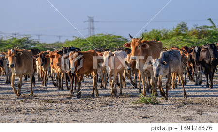 Herd of cattle walking across dry sandy land at Mannar lagoon, Sri Lanka. Lush green scrub and clear blue sky in the background Herd of cattle walking across dry sandy land at Mannar lagoon, Sri Lanka. Lush green scrub and clear blue sky in the background 139128376