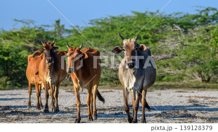 Herd of cattle walking across dry sandy land at Mannar lagoon, Sri Lanka. Lush green scrub and clear blue sky in the background Herd of cattle walking across dry sandy land at Mannar lagoon, Sri Lanka. Lush green scrub and clear blue sky in the background 139128379