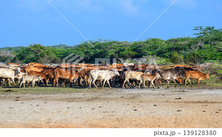 Herd of cattle walking across dry sandy land at Mannar lagoon, Sri Lanka. Lush green scrub and clear blue sky in the background 139128380
