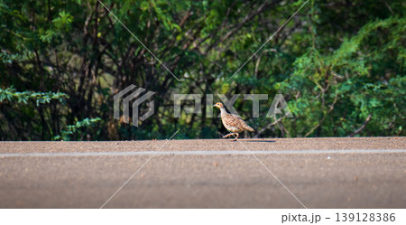 Grey francolin walking along the roadside in Mannar, Sri Lanka. Lush green tropical vegetation background in natural light Grey francolin walking along the roadside in Mannar, Sri Lanka. Lush green tropical vegetation background in natural light 139128386