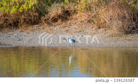 Marsh sandpiper standing in shallow lagoon waters in Mannar, Sri Lanka, with reflections in the water surface. 139128387