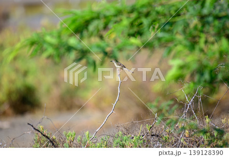 Jungle prinia bird perched on a thorny branch in Mannar, Sri Lanka. Soft green bokeh background in natural light Jungle prinia bird perched on a thorny branch in Mannar, Sri Lanka. Soft green bokeh background in natural light 139128390
