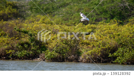 Seagull flying over the Mannar lagoon with mangrove shoreline Seagull flying over the Mannar lagoon with mangrove shoreline 139128392