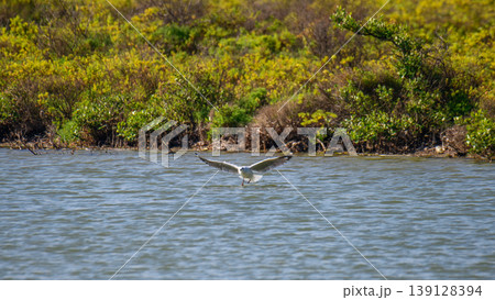 Seagull landing over the Mannar lagoon with mangrove shoreline 139128394