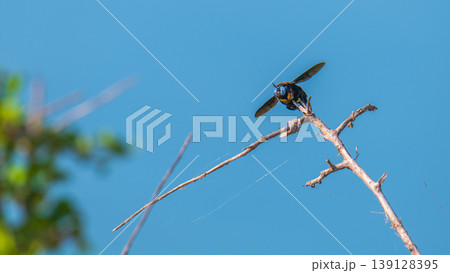 Black carpenter bee on dry branch against blue sky 139128395