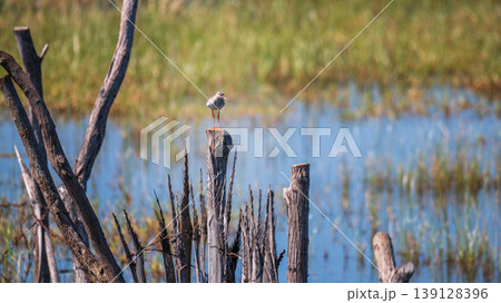 Common redshank perched on a wooden post with blurred lagoon background Common redshank perched on a wooden post with blurred lagoon background 139128396