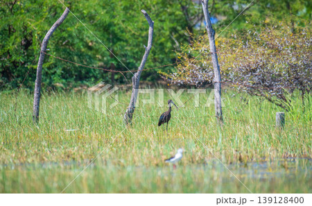 Glossy ibis wading in grassy wetland in Mannar, Sri Lanka. Natural habitat and shallow water wildlife scene Glossy ibis wading in grassy wetland in Mannar, Sri Lanka. Natural habitat and shallow water wildlife scene 139128400