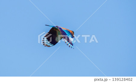 Indian roller in flight against a clear blue sky background. 139128402