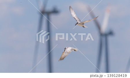 Whiskered Terns flying against wind turbines in Talaimannar, Sri Lanka. Coastal wetland wildlife scene 139128419