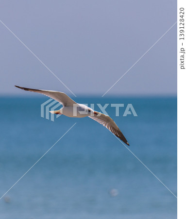 Brown-headed gull bird in flight, close-up. Scanning for fish below the beach of Talaimannar, Sri Lanka 139128420