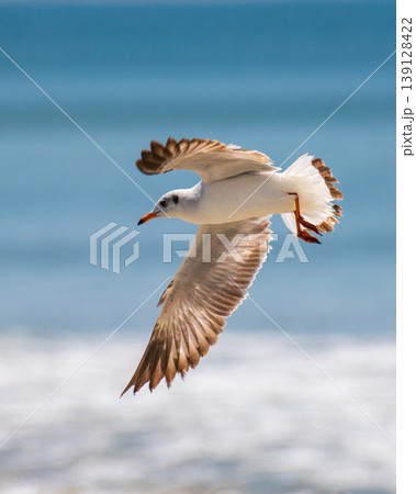 Brown-headed gull bird in flight, close-up. Scanning for fish below the beach of Talaimannar, Sri Lanka 139128422