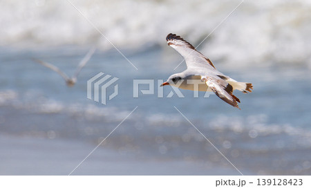 Brown-headed gull bird in flight, close-up. Scanning for fish below the beach of Talaimannar, Sri Lanka 139128423