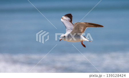 Brown-headed gull bird in flight, close-up. Scanning for fish below the beach of Talaimannar, Sri Lanka Brown-headed gull bird in flight, close-up. Scanning for fish below the beach of Talaimannar, Sri Lanka 139128424