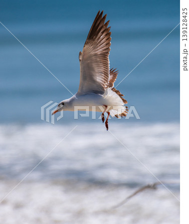 Brown-headed gull bird in flight, close-up, hovering midair, scanning for fish below the beach of Talaimannar, Sri Lanka 139128425