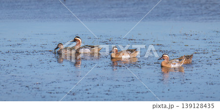 Garganey ducks swimming in shallow lagoon waters at Mannar, Sri Lanka. Calm reflections and wetland habitat under soft natural light Garganey ducks swimming in shallow lagoon waters at Mannar, Sri Lanka. Calm reflections and wetland habitat under soft natural light 139128435
