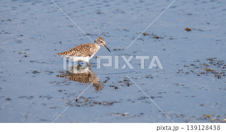 Wood sandpiper wading in a shallow lagoon in Mannar, Sri Lanka. Clear reflection on the water surface. Coastal wetland wildlife habitat 139128438