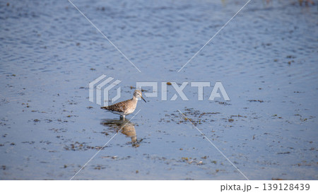 Wood sandpiper wading in a shallow lagoon in Mannar, Sri Lanka. Clear reflection on the water surface. Coastal wetland wildlife habitat 139128439