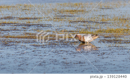 Garganey duck searching for food in shallow lagoon waters at Mannar, Sri Lanka. Garganey duck searching for food in shallow lagoon waters at Mannar, Sri Lanka. 139128440