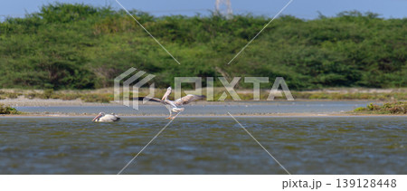 Spot-billed pelican in flight over Mannar lagoon, Sri Lanka 139128448