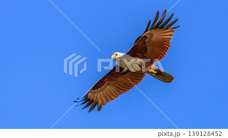 Brahminy kite eagle in flight with wings spread against the clear blue sky 139128452