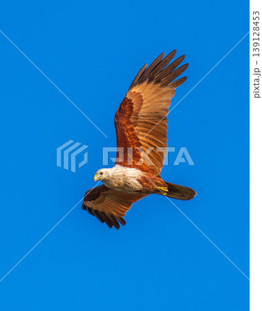 Brahminy kite eagle in flight with wings spread against the clear blue sky 139128453