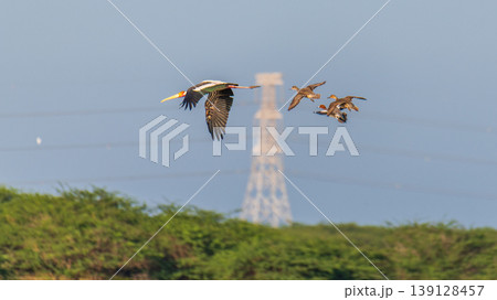 Painted stork and ducks in flight over Mannar, Sri Lanka. Coastal greenery and a distant powerline tower in a soft blue sky Painted stork and ducks in flight over Mannar, Sri Lanka. Coastal greenery and a distant powerline tower in a soft blue sky 139128457