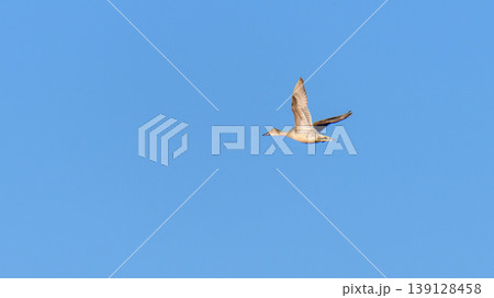 Northern pintail duck flying against a clear blue sky backdrop. Northern pintail duck flying against a clear blue sky backdrop. 139128458