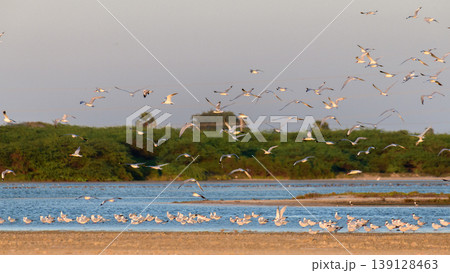 Flock of terns flying and resting over Mannar lagoon, Sri Lanka. Sandbar, shallow water, and lush green coastal wetland background in warm evening light 139128463