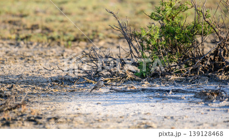 Ashy-crowned sparrow-lark bird on mudflat in Mannar, Sri Lanka. Ashy-crowned sparrow-lark bird on mudflat in Mannar, Sri Lanka. 139128468