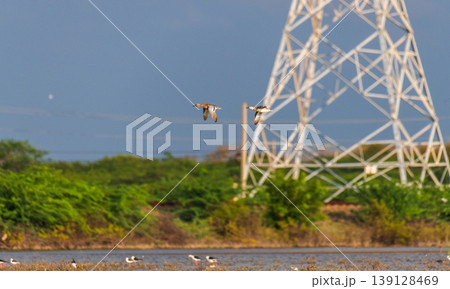Pair of ducks in flight over Mannar lagoon against coastal greenery and powerline tower in warm evening light 139128469