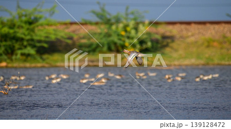 Garganey duck in flight over Mannar Lagoon, Sri Lanka. Lush green wetland background in golden light Garganey duck in flight over Mannar Lagoon, Sri Lanka. Lush green wetland background in golden light 139128472