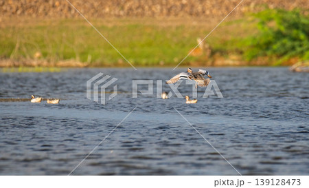 Garganey duck in flight over Mannar Lagoon, Sri Lanka. Lush green wetland background in golden light Garganey duck in flight over Mannar Lagoon, Sri Lanka. Lush green wetland background in golden light 139128473