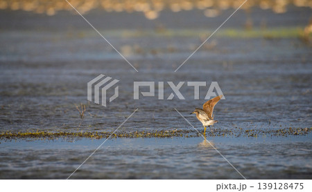Wood sandpiper foraging in shallow waters at Mannar, Sri Lanka. Wood sandpiper foraging in shallow waters at Mannar, Sri Lanka. 139128475