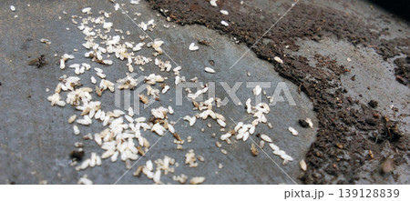 Macro View of Termite Colonies and Eggs on Metal Surfaces Macro View of Termite Colonies and Eggs on Metal Surfaces 139128839