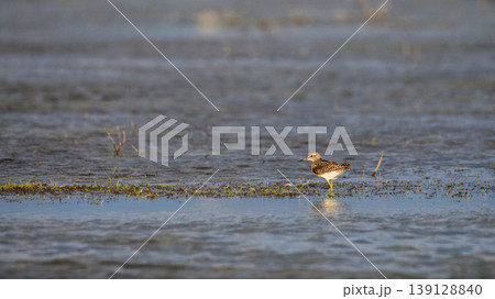 Wood sandpiper foraging in shallow waters at Mannar, Sri Lanka. 139128840