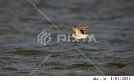 Wood sandpiper in flight over the lagoon waters at Mannar, Sri Lanka. Wood sandpiper in flight over the lagoon waters at Mannar, Sri Lanka. 139128841