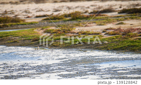 Shorebird in flight over coastal lagoon mudflats. Scenic wetland habitat with shallow water, sandbars, and grass 139128842