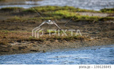Tern hovering over a lagoon with mudflats and a coastal wetland background in soft natural light Tern hovering over a lagoon with mudflats and a coastal wetland background in soft natural light 139128845